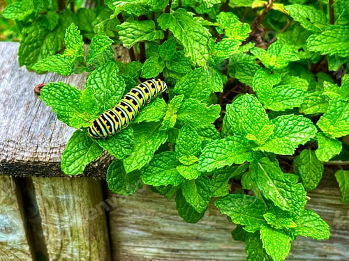 Preview: A zebra caterpillar feeds on luscious green plants in the garden!