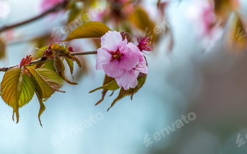 Preview: Spring blossom flowers, nature background