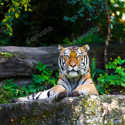 Preview: Beautiful tiger.
