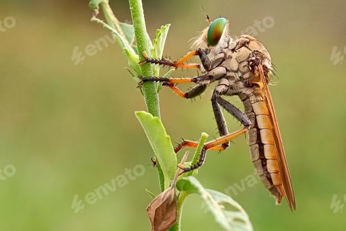Preview: Robberfly