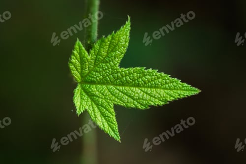 Preview: The leaves of the weeds that are unique.