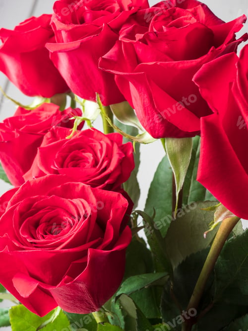 Preview: Red roses close-up romance and passion