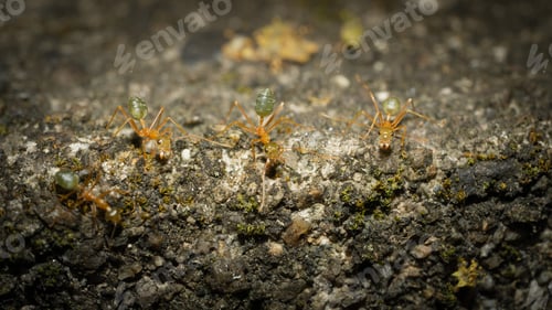 Preview: Anoplolepis gracilipes macro shot