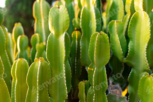 Preview: Grouping of many сactus in tropical garden for background