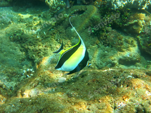 Preview: Thriving coral reef alive with marine life and tropical fish (