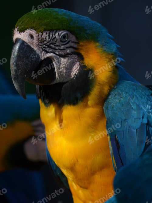 Preview: bird, parrot, Scarlet, Macaw