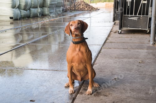 Preview: Vizsla Dog on Rainy Farm