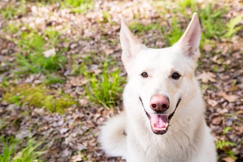 Preview: Close-up White Shepherd Dog in Woods
