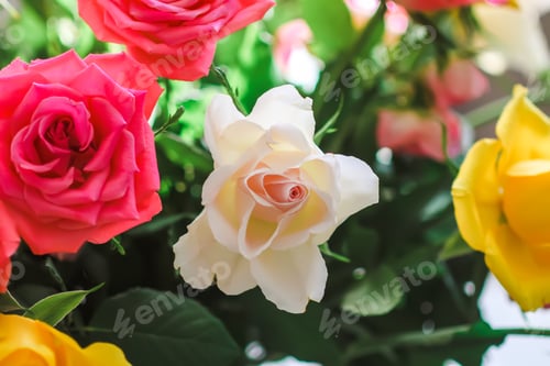 Preview: Beautiful garden rose flowers. Bright bouquet.