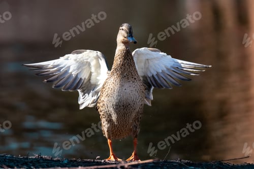 Preview: Closeup shot of the female Mallard duck swiping wings in the pond against a blurred background