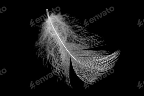 Preview: white feathers on a black isolated background