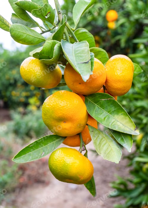 Preview: Close up of tangerine trees in the garden, selective focus