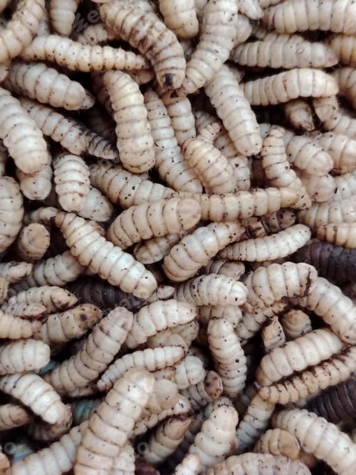 Preview: Close-up of Black soldier fly larvae worms are eating waste.