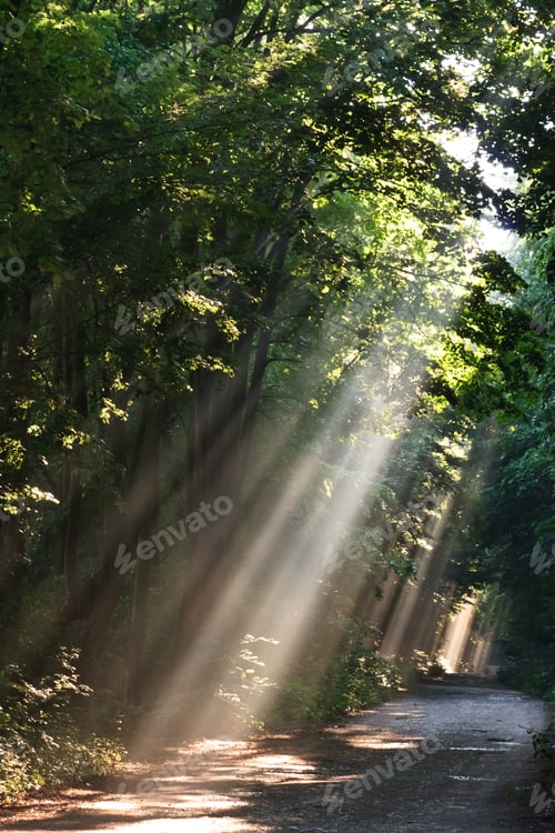 Preview: sun fog in forest