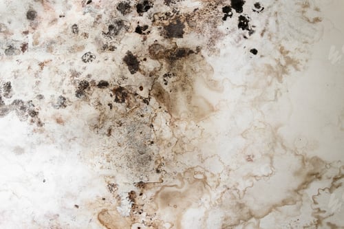 Preview: Mold and humidity on the wall