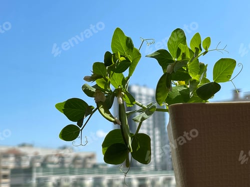 Preview: Balcony garden: potted pea on a balcony in a residential apartment building