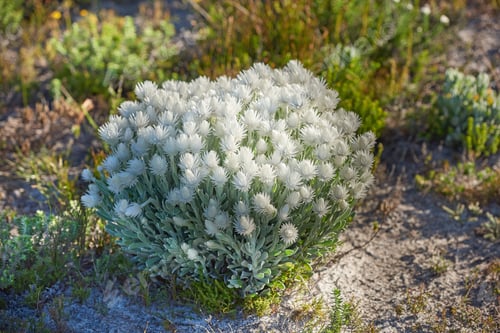 Preview: Flowers, plants and trees on mountain side in South Africa