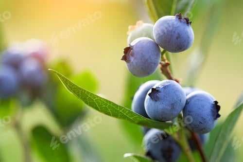 Preview: Fresh organic blueberries and green leaves on the bush on green summer nature background.