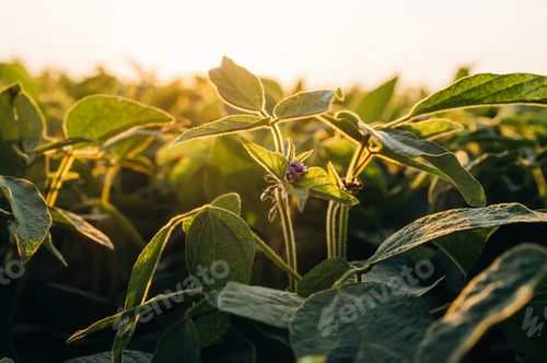 Preview: Plants are growing. Soy on the agricultural field at daytime