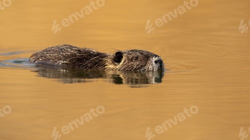 Preview: Nutria swimming in water with head just above surface in nature