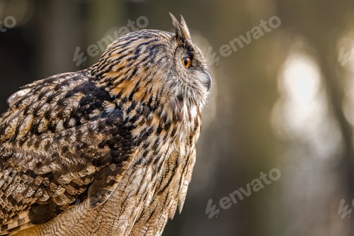 Preview: Owl perched on post in forest with trees in background