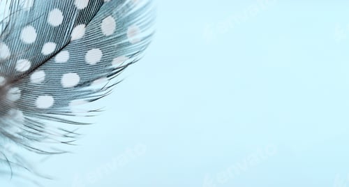 Preview: Quail feather close-up on a blue background.Copy space.