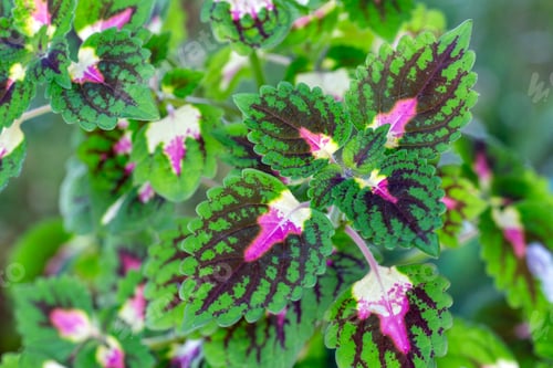 Preview: Solenostemon Scutellarioides plant of different colors