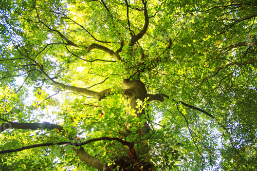 Preview: And don't forget to breathe. Tree , oxygen, and breathe...