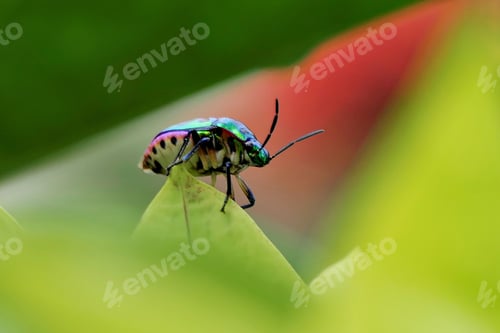 Preview: Closeup of a colorful beetle on a green leaf with a blurred background.