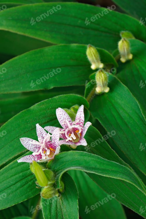 Preview: Toad Lily (Tricyrtis Hirta). Known Also As Hairy Toad Lily. Another Scientific Name Is Tricyrtis