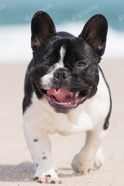 Preview: French bulldog on the beach