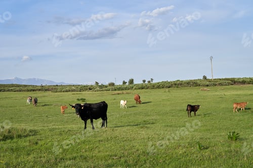 Preview: Young cows grazing in a field in the summer time.