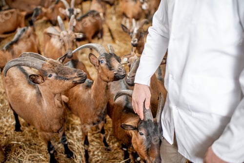 Preview: Stroking with hand goats in the stable