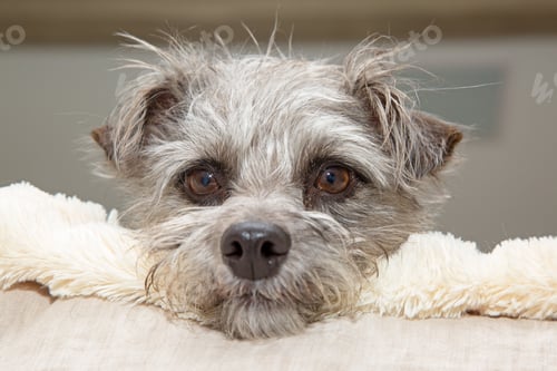Preview: Cute Shaggy Dog Resting in Bed