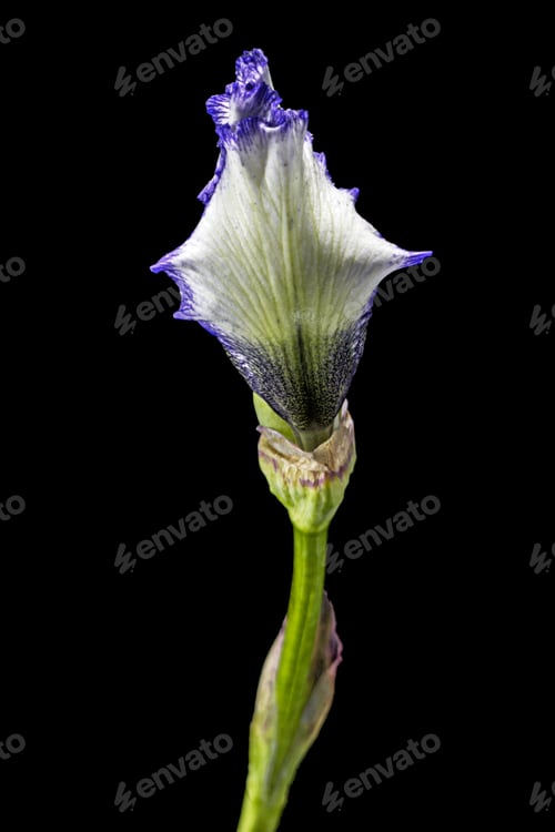 Preview: Blue white striped flower of iris, isolated on black background
