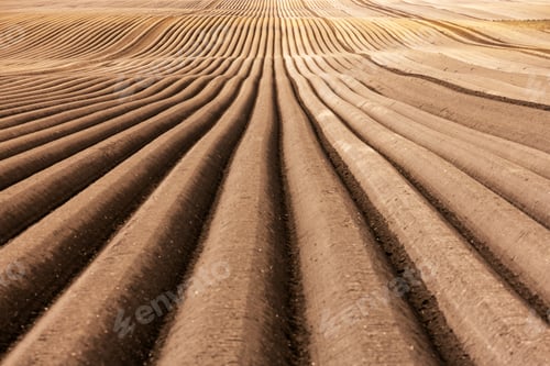 Preview: Agricultural field with even rows in the spring