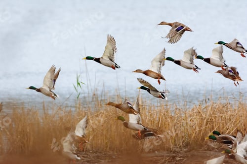 Preview: Mallard duck flying over the lake