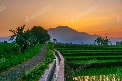 Preview: indonesia beauty landscape paddy fields in north bengkulu natural beautiful morning view from asia