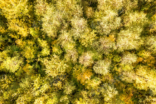 Preview: Top down aerial view of green and yellow canopies in autumn forest with many fresh trees.