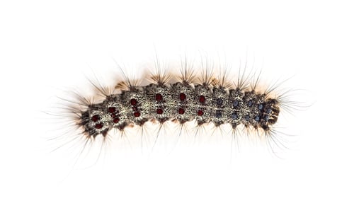 Preview: Overhead view of the Caterpillar of a Lymantria dispar, the gypsy moth against a white background