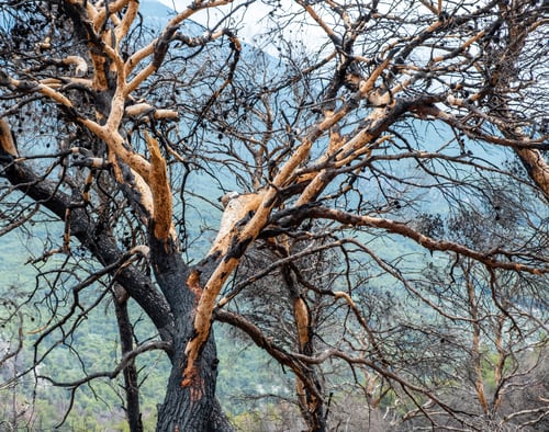 Preview: Burned forest with charred tree against blur fresh tree background. Close up view of dead trunk.