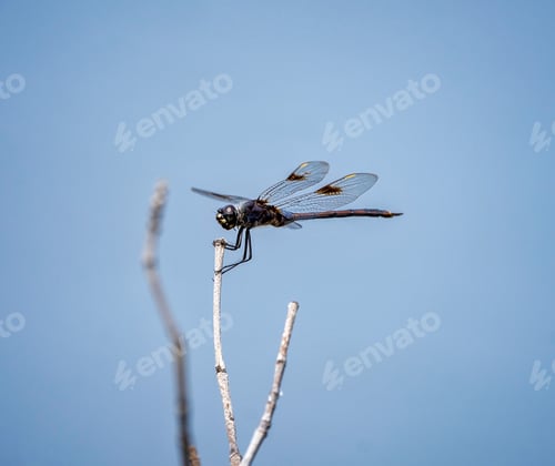 Preview: Dragonfly resting peacefully on a small branch