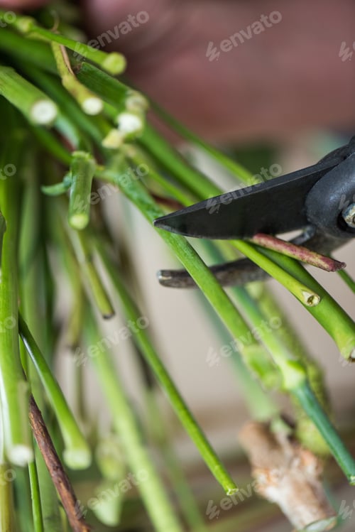 Preview: close-up partial view of florist cutting green stems with secateurs