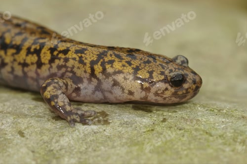 Preview: Closeup on a colorful Japanese Hida streamside salamander, Hynobius kimurae sitting on a stone