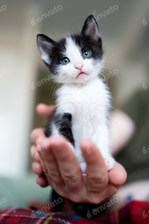 Preview: Cute little black and white kitten portrait sitting on owner hand. Young cute little kitty at home