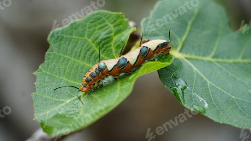 Preview: Butterfly caterpillar marpesia petreus