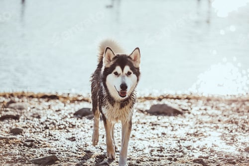 Preview: Happy Dog Runs on Beach near Calm Water