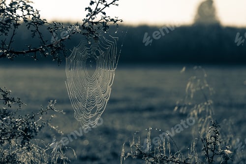 Preview: Detailed spider web glistening in the morning light, set against a blurred natural background