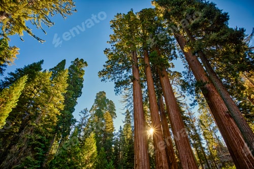 Preview: Sunrise On The Grove, General Grant Grove, Sequoia & Kings Canyon National Park