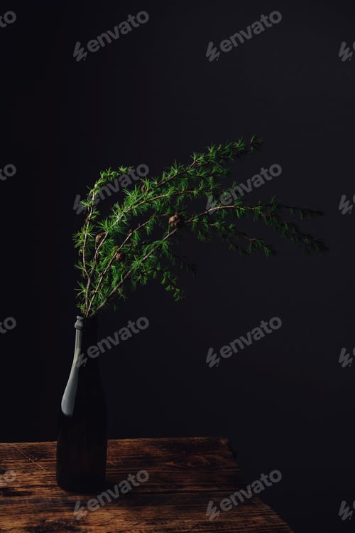 Preview: Branch of larch in glass bottle